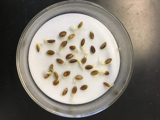 Two dozen small sprouting seeds in a glass bowl. 